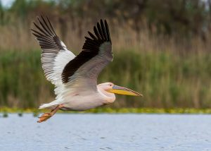 Pelican flying in Isla Blanca