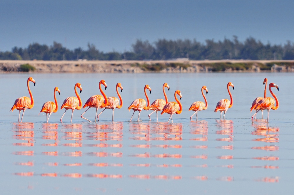 Flamingos and Lizards River Tour