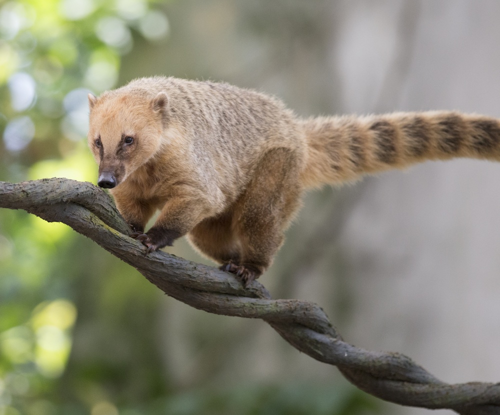 Coati in the forest