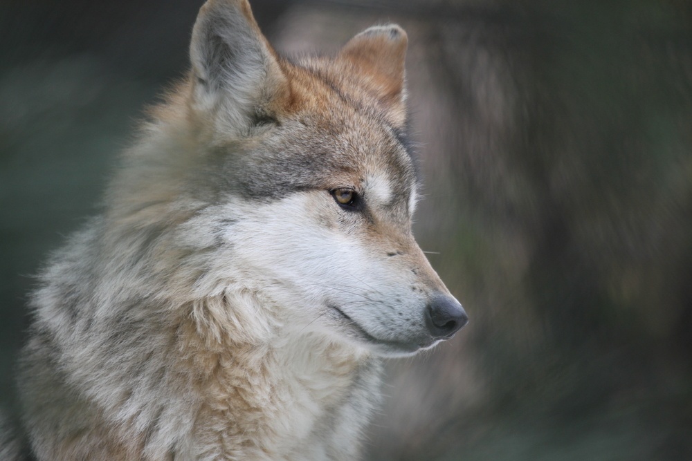 Wolf, endangered species