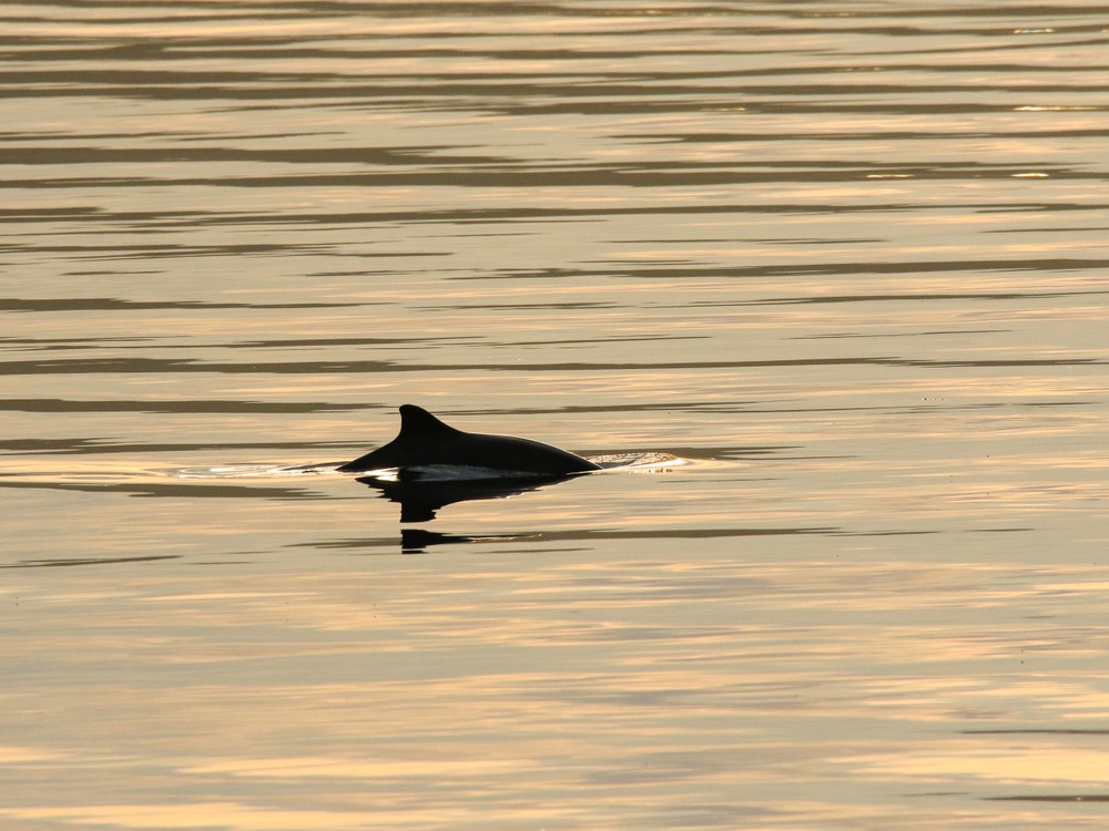 Vaquita marina nadando